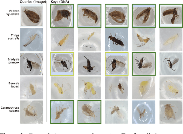 Figure 4 for BIOSCAN-CLIP: Bridging Vision and Genomics for Biodiversity Monitoring at Scale