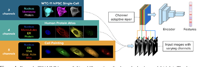 Figure 1 for CHAMMI: A benchmark for channel-adaptive models in microscopy imaging