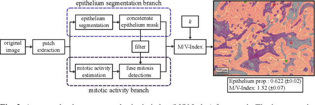 Figure 2 for Automated Volume Corrected Mitotic Index Calculation Through Annotation-Free Deep Learning using Immunohistochemistry as Reference Standard