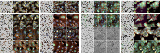 Figure 3 for Masked Autoencoders for Microscopy are Scalable Learners of Cellular Biology