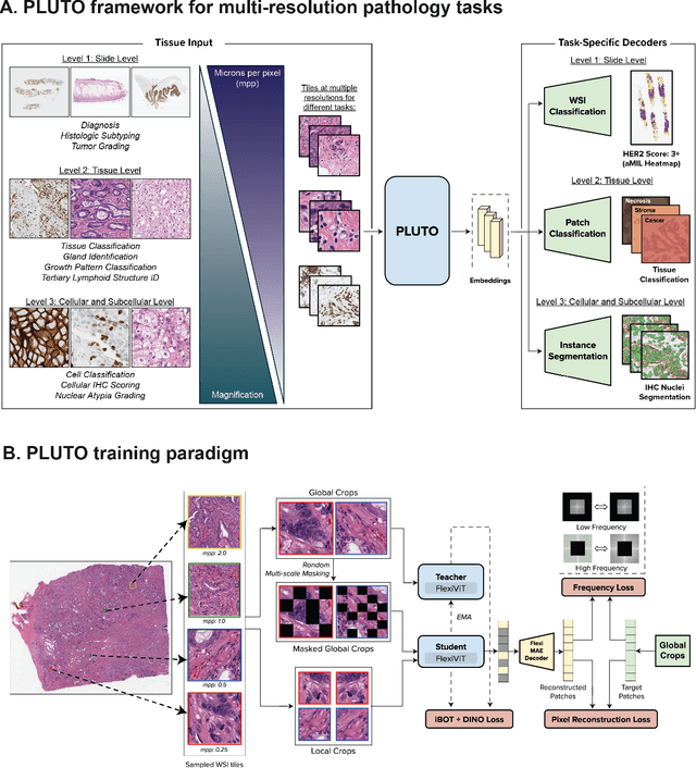 Figure 1 for PLUTO: Pathology-Universal Transformer