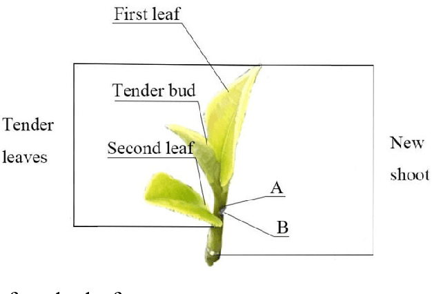 Figure 1 for Research on the Tender Leaf Identification and Mechanically Perceptible Plucking Finger for High-quality Green Tea