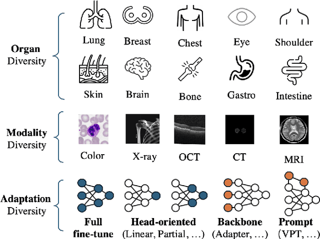 Figure 1 for A Large-scale Medical Visual Task Adaptation Benchmark