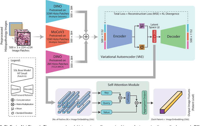 Figure 3 for BioFusionNet: Deep Learning-Based Survival Risk Stratification in ER+ Breast Cancer Through Multifeature and Multimodal Data Fusion