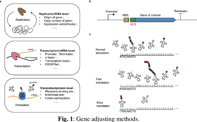 Figure 1 for Integrating Deep Learning and Synthetic Biology: A Co-Design Approach for Enhancing Gene Expression via N-terminal Coding Sequences