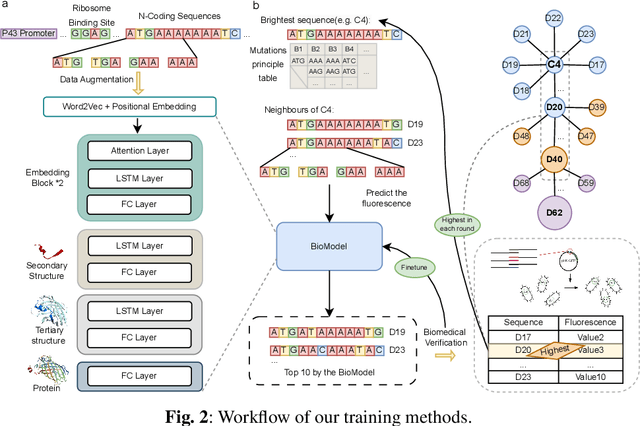 Figure 3 for Integrating Deep Learning and Synthetic Biology: A Co-Design Approach for Enhancing Gene Expression via N-terminal Coding Sequences