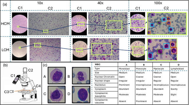 Figure 1 for A Large-scale Multi Domain Leukemia Dataset for the White Blood Cells Detection with Morphological Attributes for Explainability