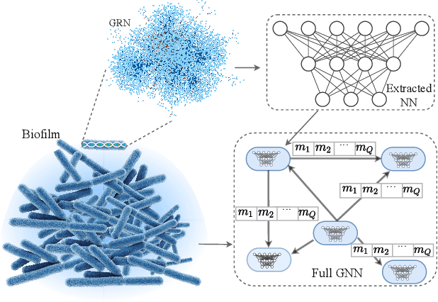 Figure 1 for Inferring Gene Regulatory Neural Networks for Bacterial Decision Making in Biofilms