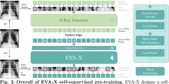 Figure 2 for EVA-X: A Foundation Model for General Chest X-ray Analysis with Self-supervised Learning