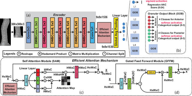 Figure 3 for AACLiteNet: A Lightweight Model for Detection of Fine-Grained Abdominal Aortic Calcification