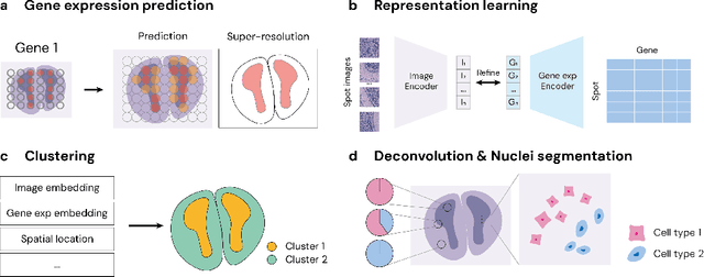 Figure 2 for STimage-1K4M: A histopathology image-gene expression dataset for spatial transcriptomics