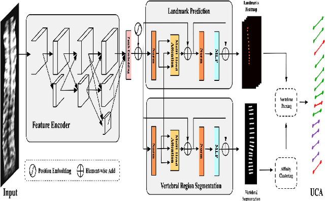 Figure 3 for Automatic Ultrasound Curve Angle Measurement via Affinity Clustering for Adolescent Idiopathic Scoliosis Evaluation