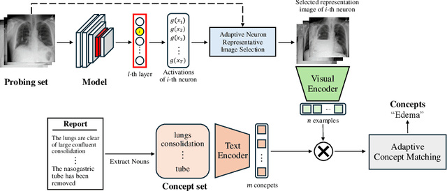 Figure 1 for Mask-Free Neuron Concept Annotation for Interpreting Neural Networks in Medical Domain