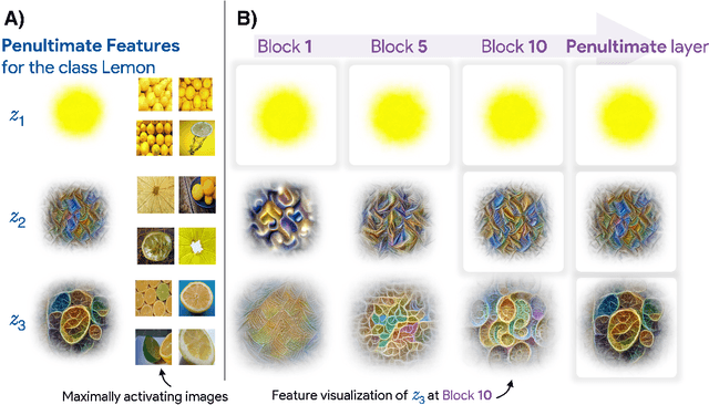 Figure 1 for Understanding Visual Feature Reliance through the Lens of Complexity