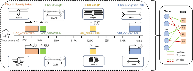 Figure 1 for CSGDN: Contrastive Signed Graph Diffusion Network for Predicting Crop Gene-Trait Associations