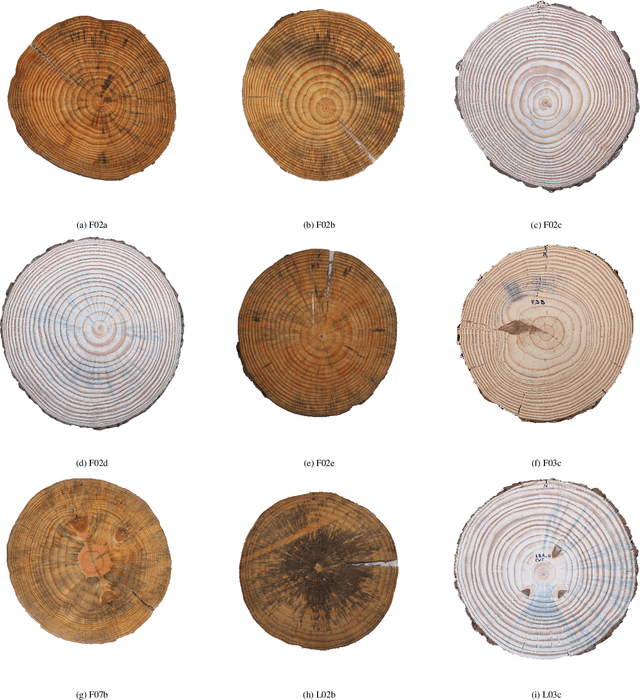 Figure 2 for UruDendro, a public dataset of cross-section images of Pinus taeda