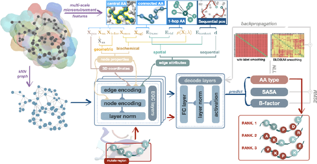 Figure 3 for Accurate and Definite Mutational Effect Prediction with Lightweight Equivariant Graph Neural Networks