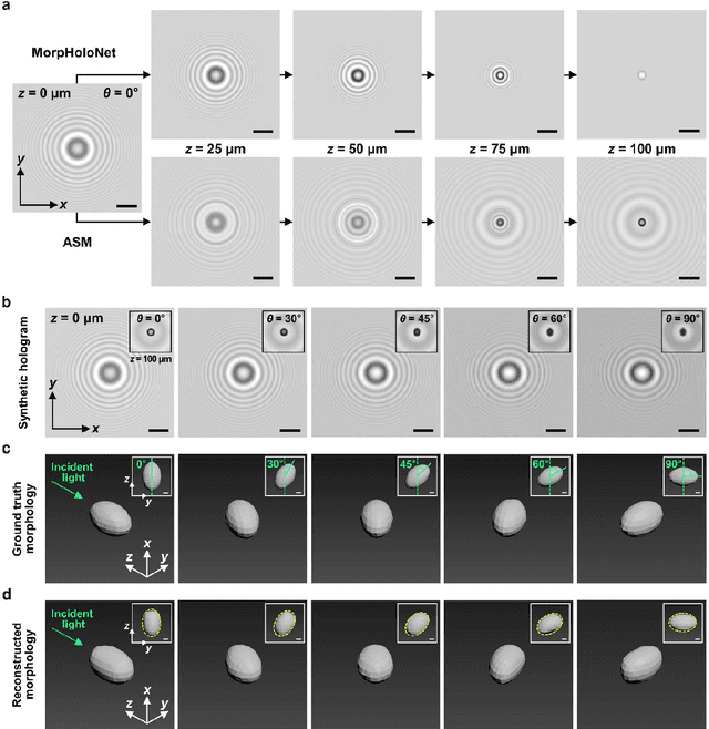 Figure 3 for Single-shot reconstruction of three-dimensional morphology of biological cells in digital holographic microscopy using a physics-driven neural network