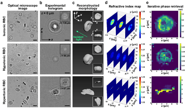 Figure 4 for Single-shot reconstruction of three-dimensional morphology of biological cells in digital holographic microscopy using a physics-driven neural network