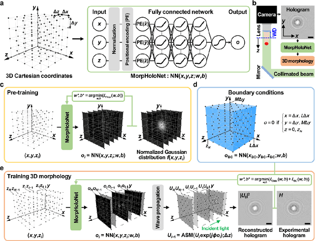 Figure 1 for Single-shot reconstruction of three-dimensional morphology of biological cells in digital holographic microscopy using a physics-driven neural network