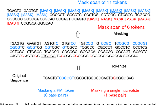 Figure 1 for Unlocking Efficiency: Adaptive Masking for Gene Transformer Models