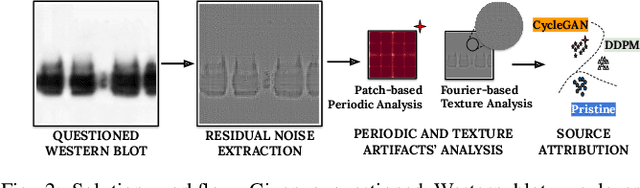 Figure 2 for Explainable Artifacts for Synthetic Western Blot Source Attribution