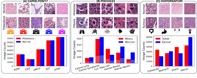 Figure 3 for Benchmarking Domain Generalization Algorithms in Computational Pathology