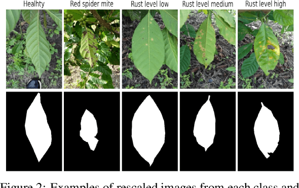 Figure 3 for Evaluating Data Augmentation Techniques for Coffee Leaf Disease Classification