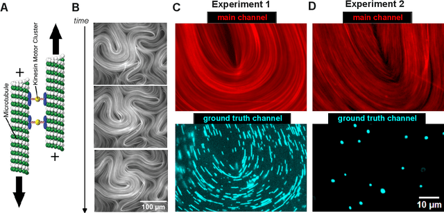 Figure 1 for Deep-learning Optical Flow Outperforms PIV in Obtaining Velocity Fields from Active Nematics