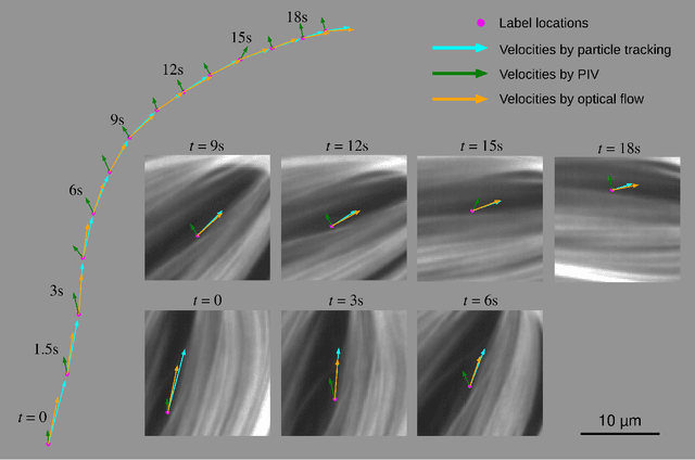 Figure 3 for Deep-learning Optical Flow Outperforms PIV in Obtaining Velocity Fields from Active Nematics