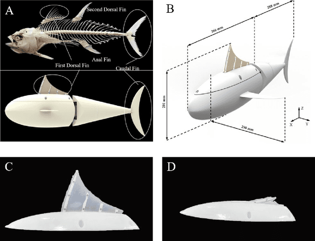 Figure 1 for How Biomimetic Morphing Dorsal Fin Affects the Swimming Performance of a Free-swimming Tuna Robot