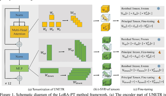 Figure 1 for LoRA-PT: Low-Rank Adapting UNETR for Hippocampus Segmentation Using Principal Tensor Singular Values and Vectors