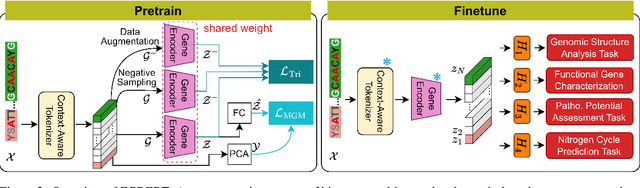 Figure 2 for FGBERT: Function-Driven Pre-trained Gene Language Model for Metagenomics