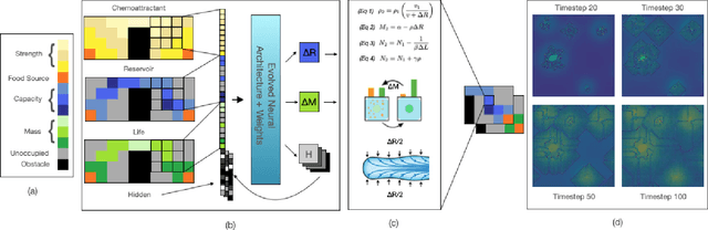 Figure 1 for EINCASM: Emergent Intelligence in Neural Cellular Automaton Slime Molds