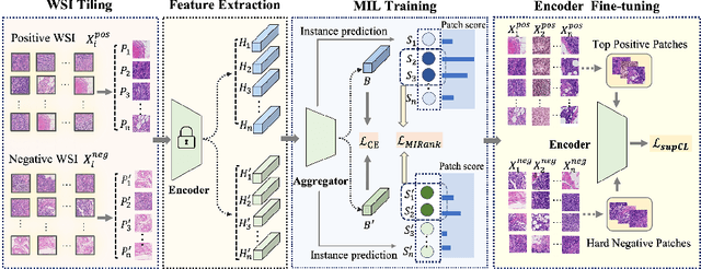 Figure 3 for Hard Negative Sample Mining for Whole Slide Image Classification