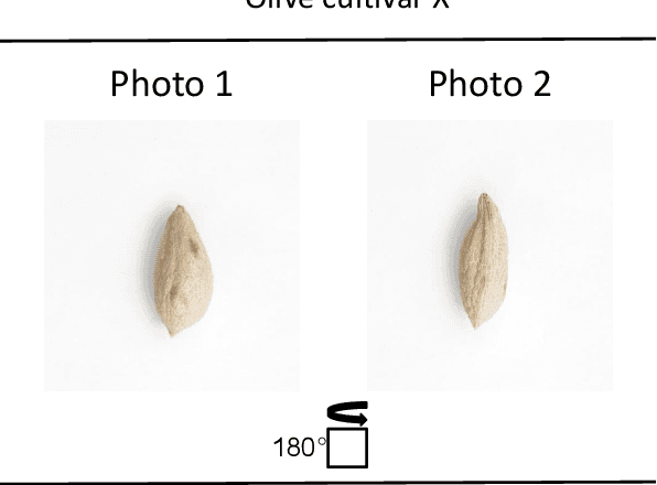 Figure 4 for OliVaR: Improving Olive Variety Recognition using Deep Neural Networks