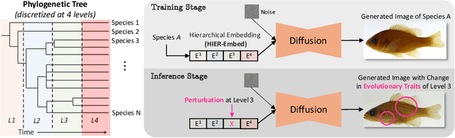 Figure 1 for Hierarchical Conditioning of Diffusion Models Using Tree-of-Life for Studying Species Evolution