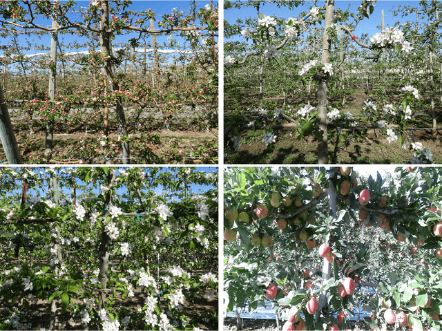 Figure 1 for AgRegNet: A Deep Regression Network for Flower and Fruit Density Estimation, Localization, and Counting in Orchards