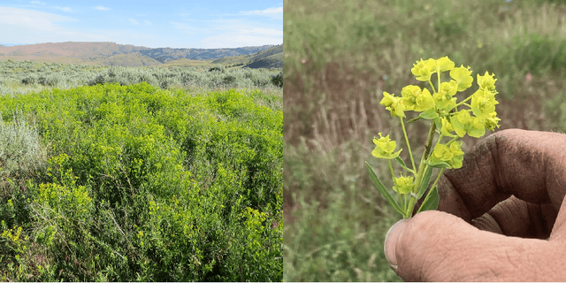 Figure 1 for Leafy Spurge Dataset: Real-world Weed Classification Within Aerial Drone Imagery