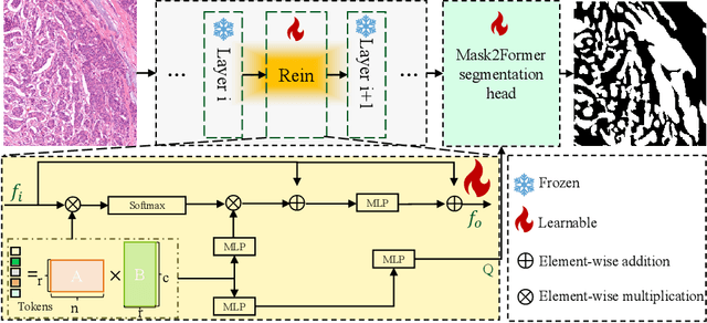 Figure 1 for Cross-Organ and Cross-Scanner Adenocarcinoma Segmentation using Rein to Fine-tune Vision Foundation Models