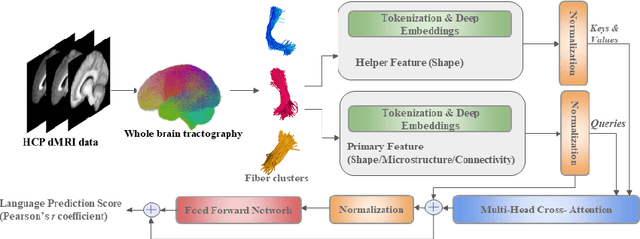 Figure 3 for Cross-domain Fiber Cluster Shape Analysis for Language Performance Cognitive Score Prediction