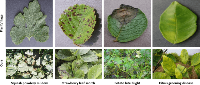 Figure 1 for PlantSeg: A Large-Scale In-the-wild Dataset for Plant Disease Segmentation