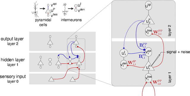 Figure 3 for Learning efficient backprojections across cortical hierarchies in real time