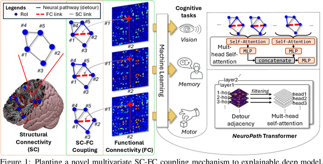 Figure 1 for NeuroPath: A Neural Pathway Transformer for Joining the Dots of Human Connectomes