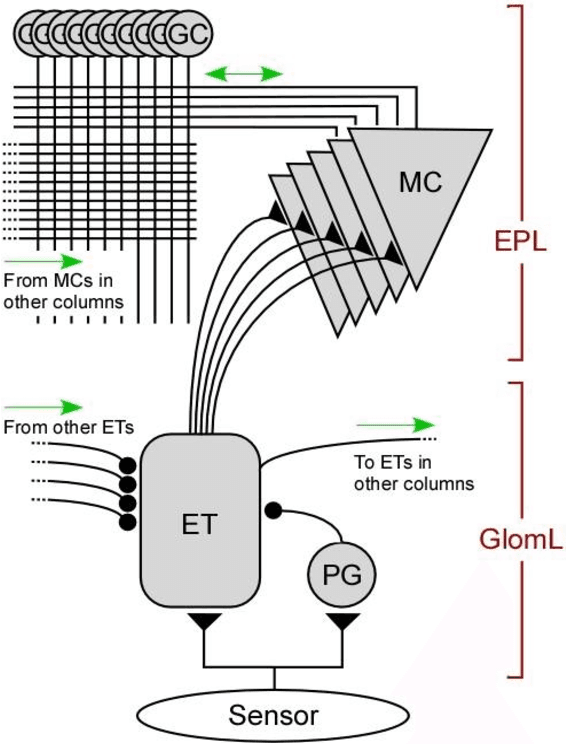 Figure 1 for Heterogeneous quantization regularizes spiking neural network activity