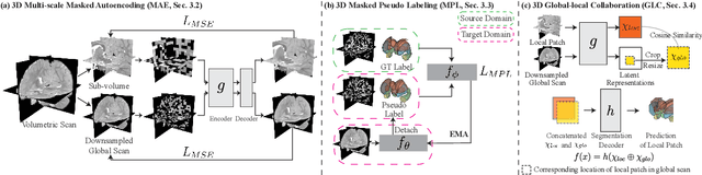 Figure 3 for 3D Masked Autoencoding and Pseudo-labeling for Domain Adaptive Segmentation of Heterogeneous Infant Brain MRI