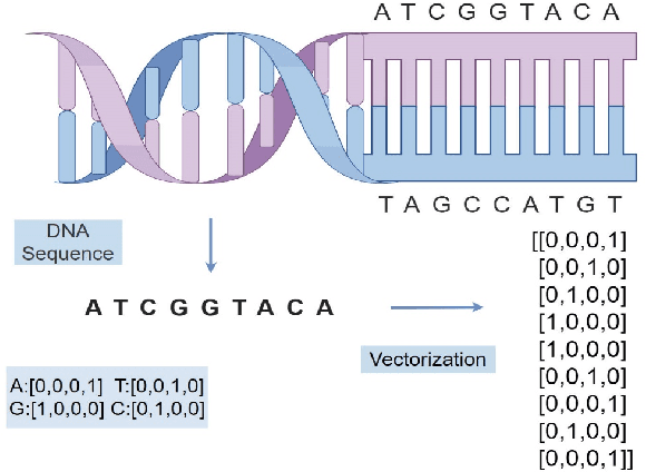 Figure 3 for Prediction by Machine Learning Analysis of Genomic Data Phenotypic Frost Tolerance in Perccottus glenii