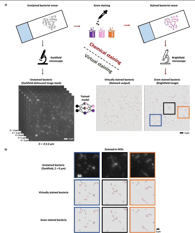 Figure 1 for Virtual Gram staining of label-free bacteria using darkfield microscopy and deep learning