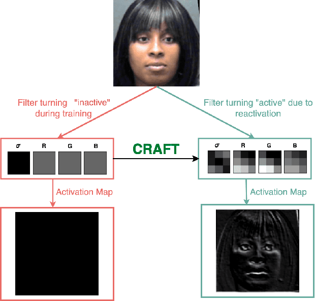 Figure 1 for CRAFT: Contextual Re-Activation of Filters for face recognition Training