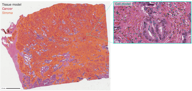 Figure 1 for Improved statistical benchmarking of digital pathology models using pairwise frames evaluation